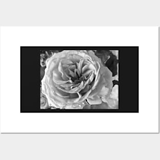 English Rose Posters and Art